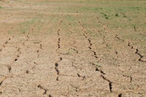 A close-up view of a professional dry cricket pitch showing minor cracks and surface texture.
